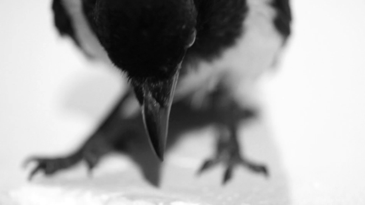 close-up.jpg