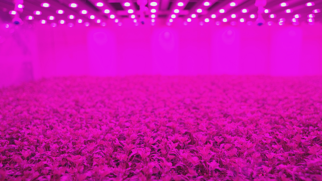 vertical farm