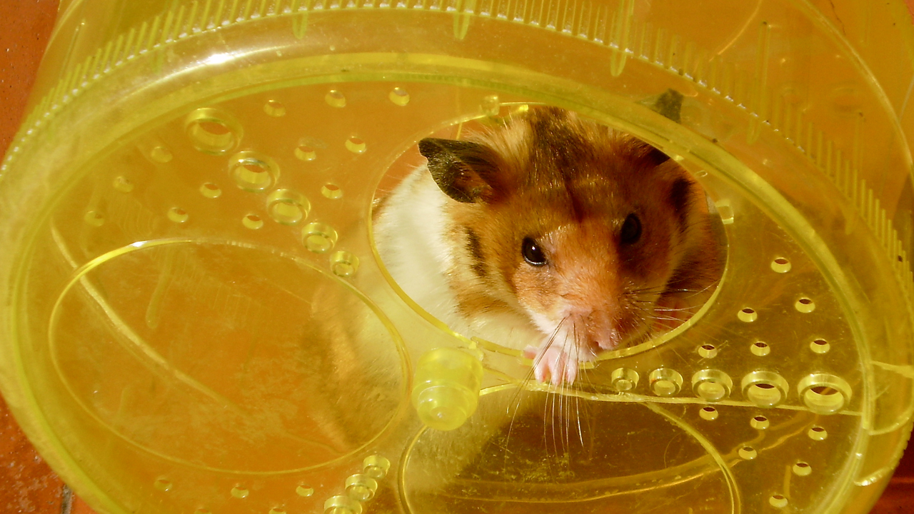 fransbauer-hamster.jpg