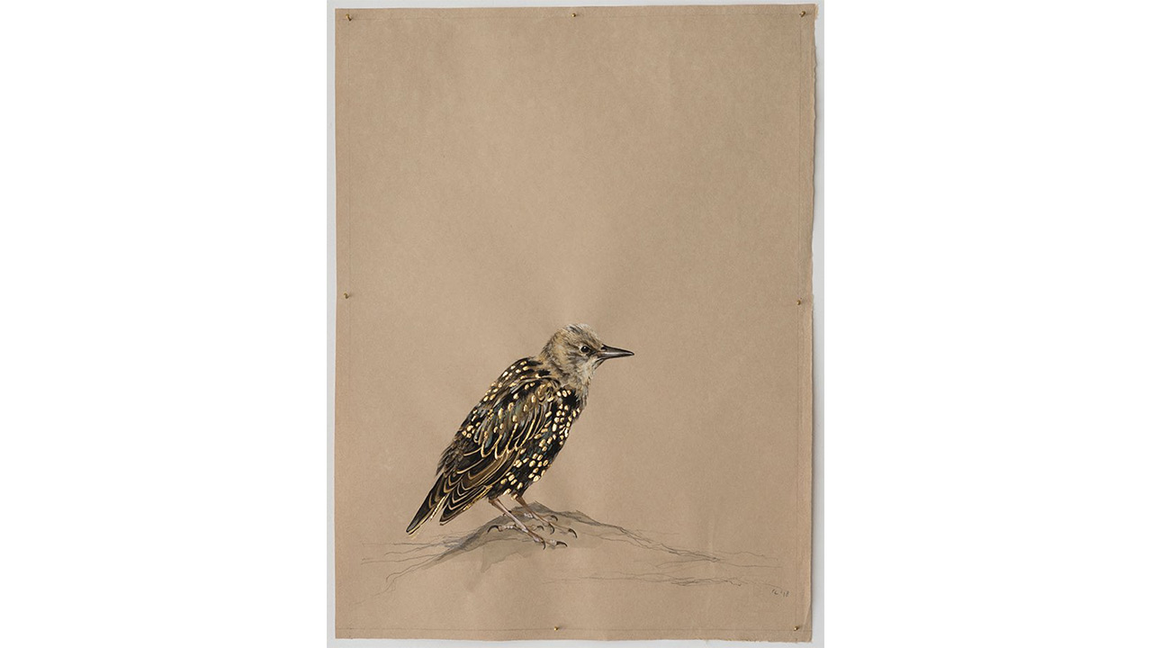 Charlotte-Caspers-Starling-2017.jpg