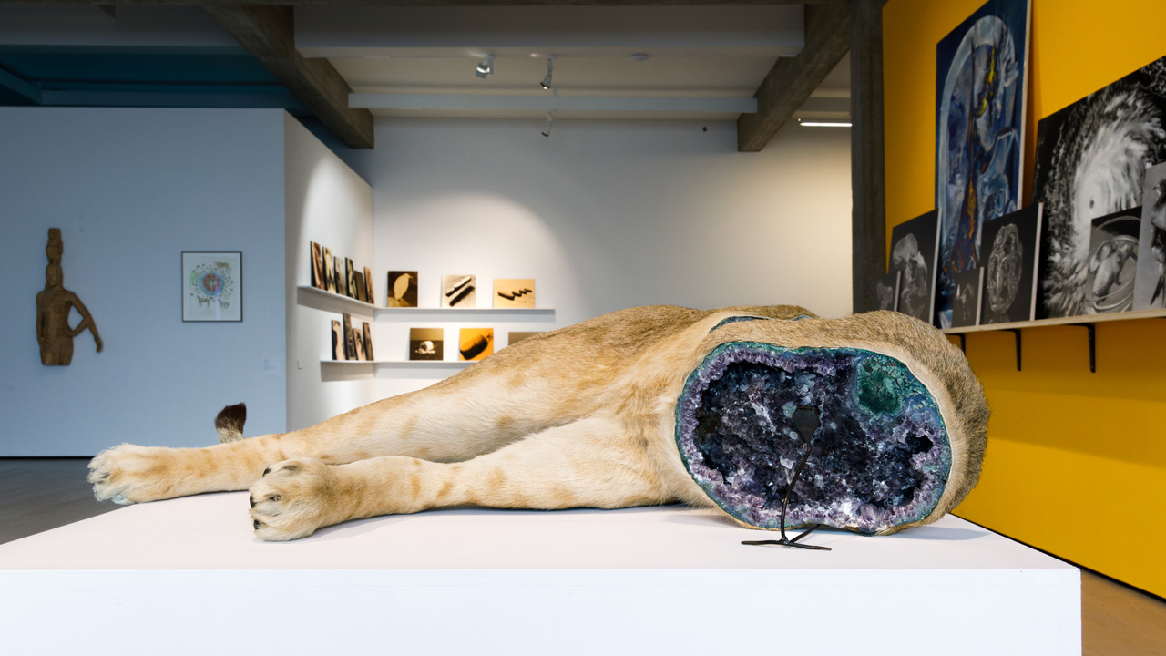animalia_leeuw.jpg