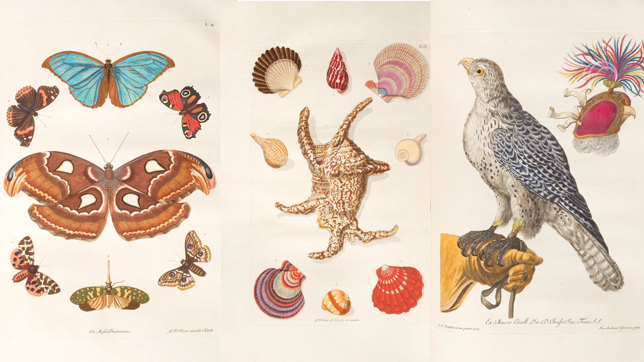 TKK-4-11-natuurboeken-RIjksmuseum-Twenthe.jpg