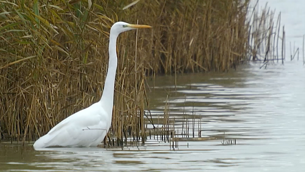De grote zilverreiger