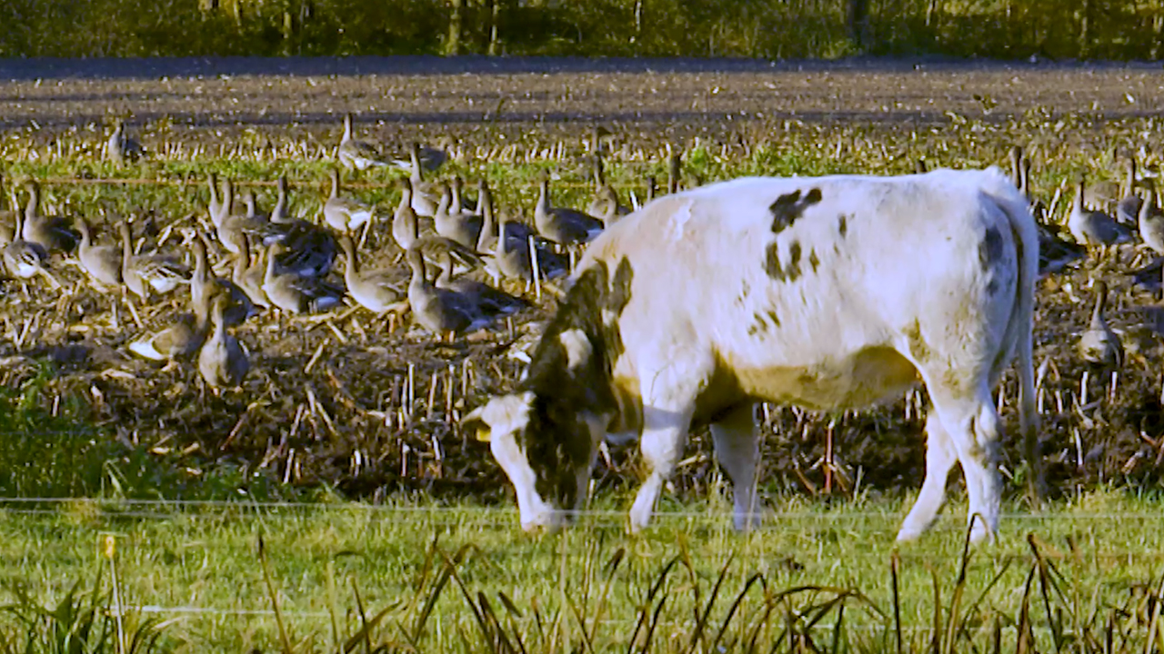 toendrarietgans.jpg