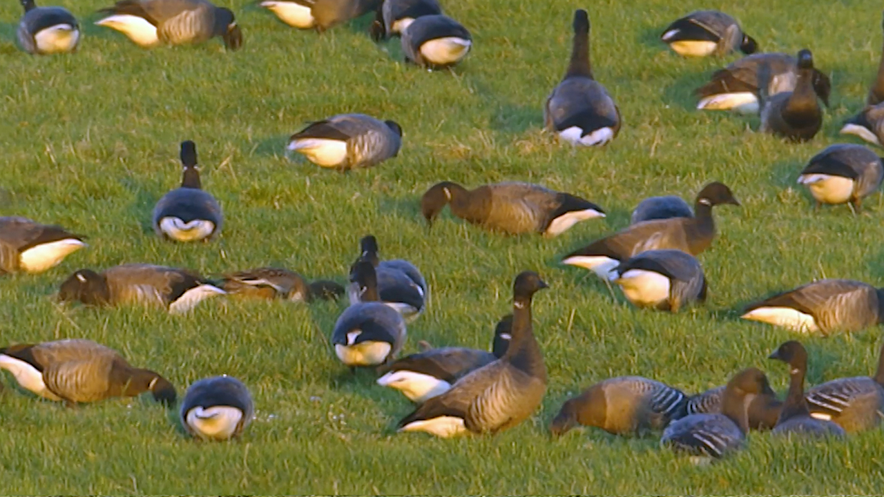 toendrarietgans.jpg