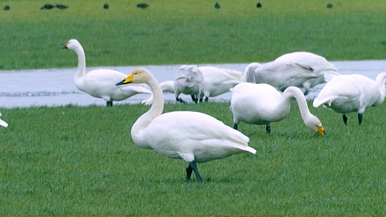 wilde_zwaan.jpg