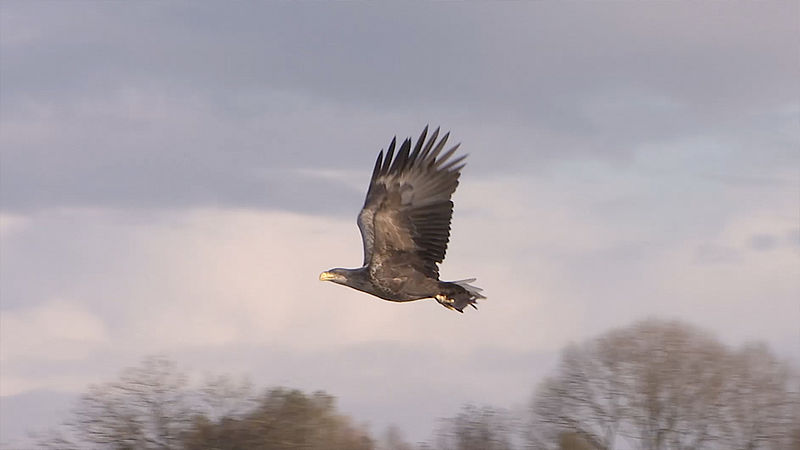 Wild In Nederland Zeearend Wild In Nederland Avrotros Nl